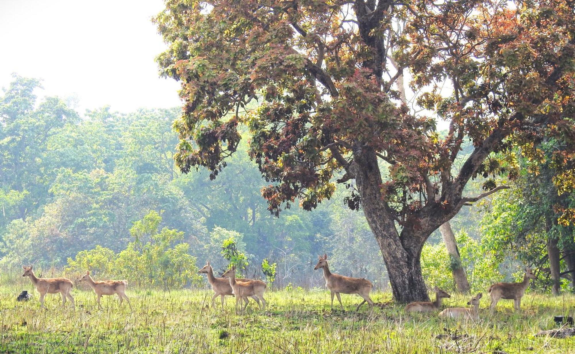 Babai Resort Pvt Ltd Bardiya Ngoại thất bức ảnh